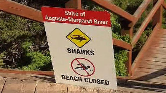 سمكة قرش قتلت متزلجا استراليا بالرغم من افلاته منها!! صورة رقم 5 سمكة قرش قتلت متزلجا استراليا بالرغم من افلاته منها!! صورة رقم 5