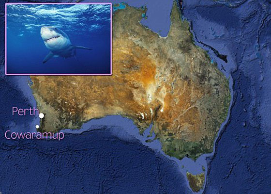 سمكة قرش قتلت متزلجا استراليا بالرغم من افلاته منها!! صورة رقم 7 سمكة قرش قتلت متزلجا استراليا بالرغم من افلاته منها!! صورة رقم 7