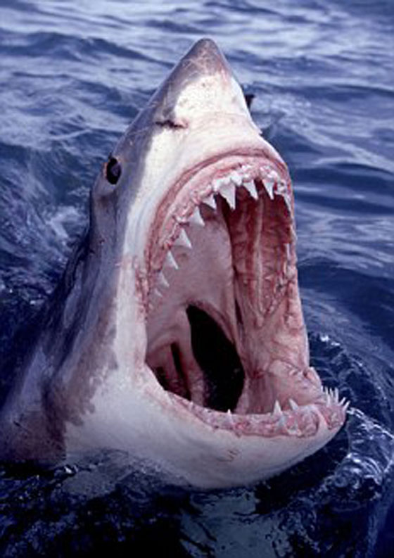 سمكة قرش قتلت متزلجا استراليا بالرغم من افلاته منها!! صورة رقم 6 سمكة قرش قتلت متزلجا استراليا بالرغم من افلاته منها!! صورة رقم 6