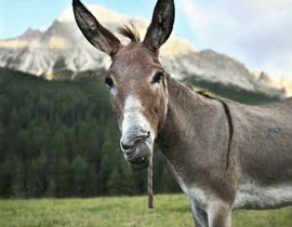 مصر: تعويض صاحبة حمار اعترض طريق الوزراء ومات! صورة رقم 1