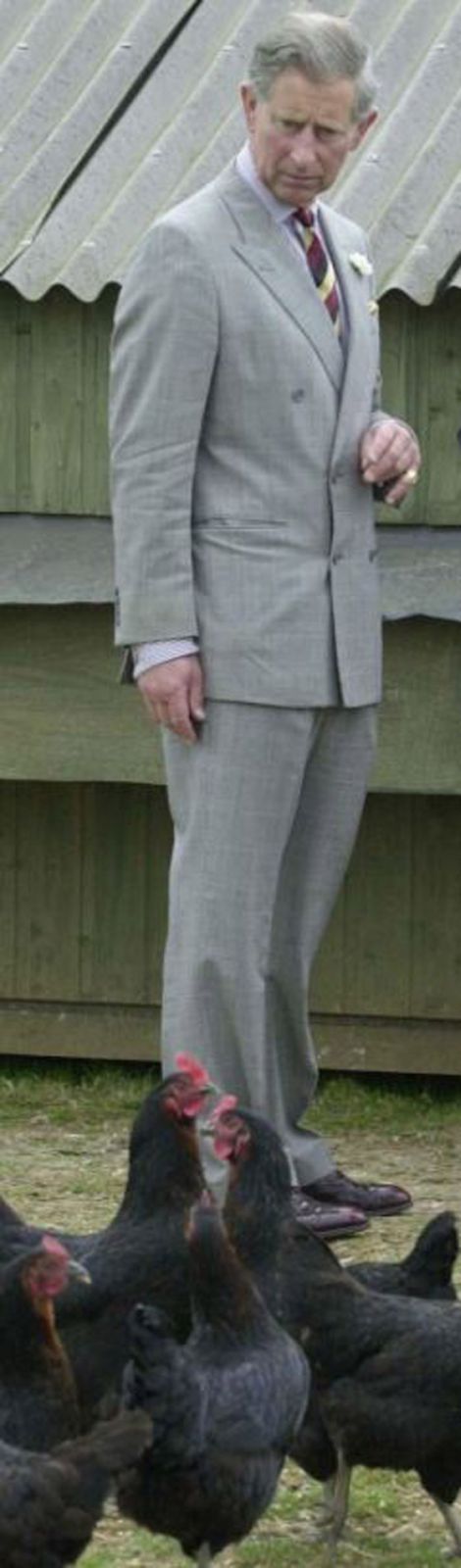 ازمة بيض بسبب هجوم الثعالب على دجاجات الأمير تشارلز! صورة رقم 1 ازمة بيض بسبب هجوم الثعالب على دجاجات الأمير تشارلز! صورة رقم 1