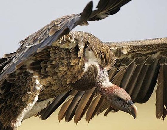 انثى نسر هاربة تضع الطيران البريطاني في حالة تأهب!! صورة رقم 1 انثى نسر هاربة تضع الطيران البريطاني في حالة تأهب!! صورة رقم 1