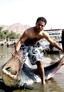 4 ساعات من الصراع مع سمكة قرش تزن 150 كغم في العقبة! صورة رقم 1