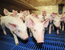 رئيس العمل في تايوان يجبر ثلاث مسلمات على أكل لحم الخنزير صورة رقم 1 رئيس العمل في تايوان يجبر ثلاث مسلمات على أكل لحم الخنزير صورة رقم 1