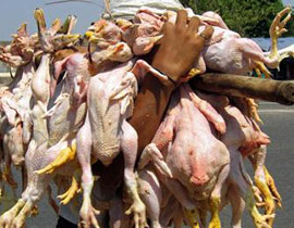 تعويضا عن طيوره.. يقاضي الطيران الحربي!! صورة رقم 1