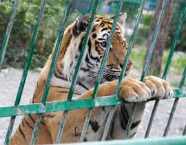 أراد أن يقدم الماء للنمر فخسر ذراعه بدون عودة! صورة رقم 1