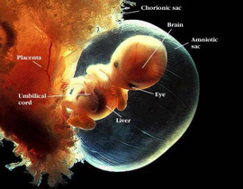 قبرص: يتلاعبون بالأجنة والبويضات كأنها حجارة شطرنج صورة رقم 2