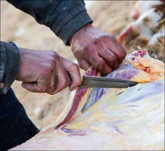 ضبط رجل باع بقرته المريضة!! صورة رقم 1 ضبط رجل باع بقرته المريضة!! صورة رقم 1