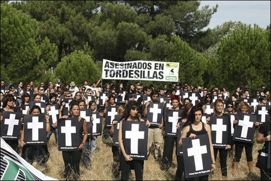 اسبانيا: مئات المتظاهرين يعارضون مطاردة الثيران حتى الموت!  صورة رقم 3