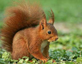 اغرق سنجابا لاعتقاده انها الوسيلة الاكثر انسانية للتخلص منه فغرم! صورة رقم 1