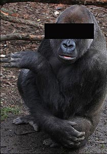 بريطاني يواجه 14 تهمة لحيازته صور لممارسة الرذيلة مع غوريلا! صورة رقم 1