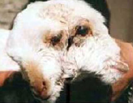 الاردن: نعجة تضع حمل برأسين متكاملين! صورة رقم 1