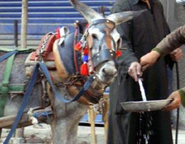 في الصعيد.. اختلفوا على ربط الحمار فراح ضحية الخلاف 6!! صورة رقم 1 في الصعيد.. اختلفوا على ربط الحمار فراح ضحية الخلاف 6!! صورة رقم 1