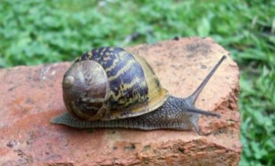 افضل عالمة هاوية لعام 2010.. مقتفية آثار الحلزون!!        صورة رقم 2