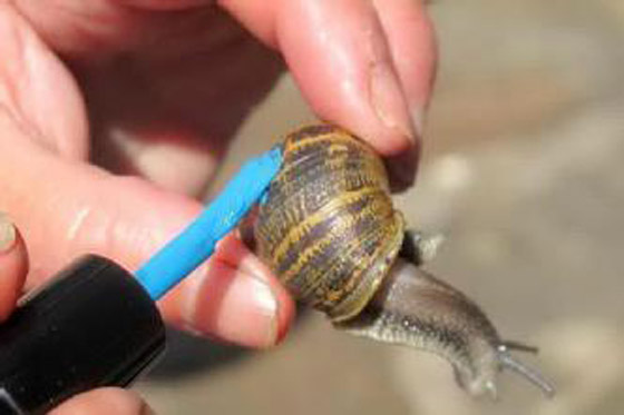 افضل عالمة هاوية لعام 2010.. مقتفية آثار الحلزون!!        صورة رقم 3