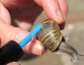 افضل عالمة هاوية لعام 2010.. مقتفية آثار الحلزون!!        صورة رقم 1