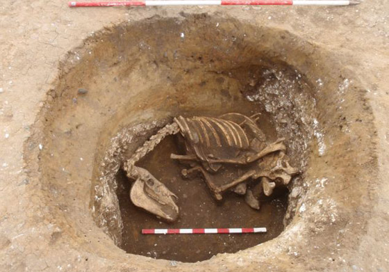 العثور على عظام اطفال وحيوانات تعود الى اكثر من 2000 عام! صورة رقم 4 العثور على عظام اطفال وحيوانات تعود الى اكثر من 2000 عام! صورة رقم 4