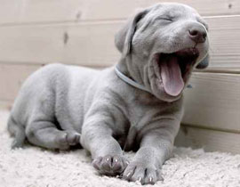 جديد: وضع سجل لكل كلب يعيش في اوروبا! صورة رقم 1 جديد: وضع سجل لكل كلب يعيش في اوروبا! صورة رقم 1