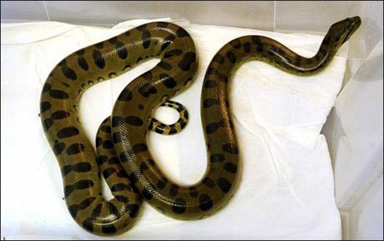 سيدة بولندية تتفاجأ بثعبان ضخم بعدما رفعت غطاء المرحاض!! صورة رقم 1