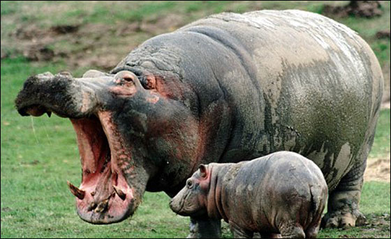 مطعم بريطاني يقدم لزبائنه طعام الحيوانات!  صورة رقم 4