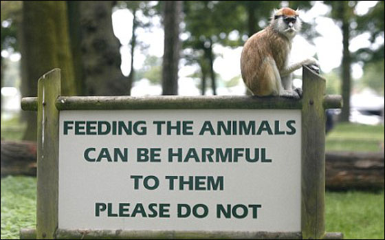 مطعم بريطاني يقدم لزبائنه طعام الحيوانات!  صورة رقم 2