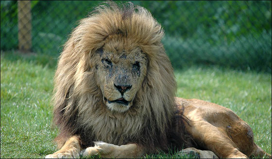 مطعم بريطاني يقدم لزبائنه طعام الحيوانات!  صورة رقم 5