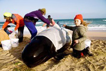 سئموا العيش في البحر!! انتحار جماعي لـ 70 حوتا!! صورة رقم 3