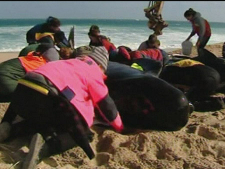 سئموا العيش في البحر!! انتحار جماعي لـ 70 حوتا!! صورة رقم 4