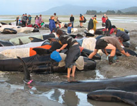 سئموا العيش في البحر!! انتحار جماعي لـ 70 حوتا!! صورة رقم 5