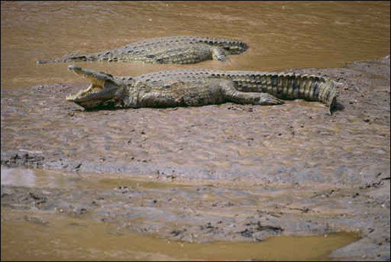 المكسيك تحذر من فرار نحو 280 تمساحاً!! صورة رقم 1