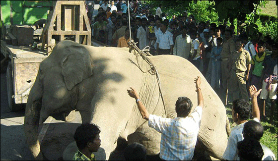 مصرع 7 افيال على السكة الحديدية في الهند!  صورة رقم 3