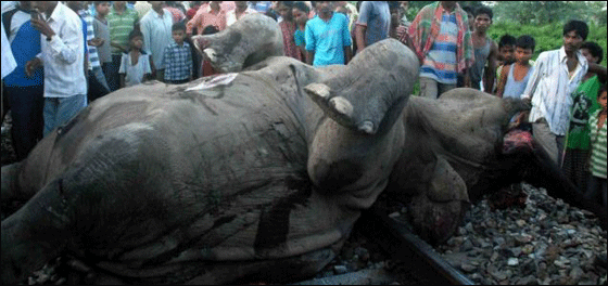 مصرع 7 افيال على السكة الحديدية في الهند!  صورة رقم 4