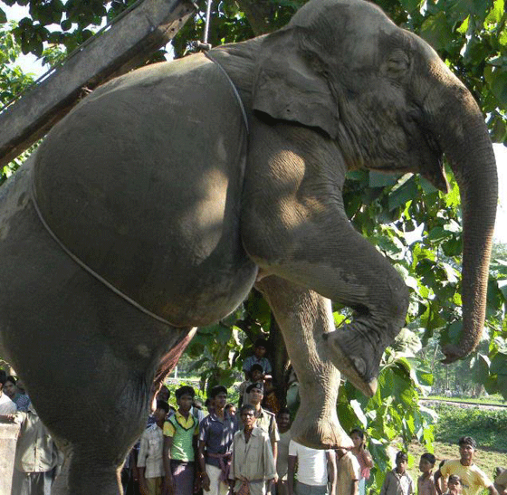 مصرع 7 افيال على السكة الحديدية في الهند!  صورة رقم 1