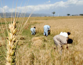 خبراء: يجب عدم ربط سعر القمح بالبورصة! صورة رقم 1