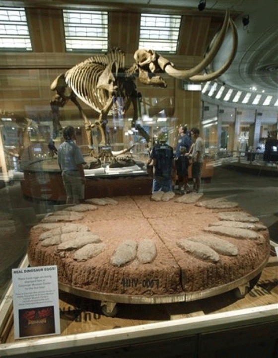 العثور على اطول عظمة فخذ ديناصور بطول متر 1.92 متر  صورة رقم 2