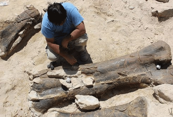 العثور على اطول عظمة فخذ ديناصور بطول متر 1.92 متر  صورة رقم 1