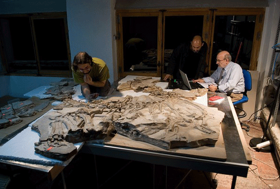 العثور على اطول عظمة فخذ ديناصور بطول متر 1.92 متر  صورة رقم 3