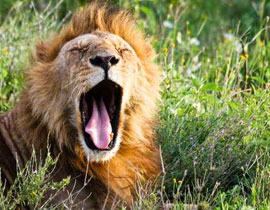 الكونغو: اسد التهم طفل وترك رجله! صورة رقم 1