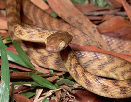 البحرية الامريكية تقصف فئران للتخلص من الثعابين! صورة رقم 1