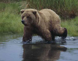 تركيا: البحث عن دب قاتل لاعدامه بعدما قتل امام مسجد! صورة رقم 1 تركيا: البحث عن دب قاتل لاعدامه بعدما قتل امام مسجد! صورة رقم 1