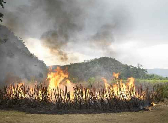 يتهم الجن بحرق منزله ومزرعته.. لتعود النيران في حضرة الشيخ! صورة رقم 1