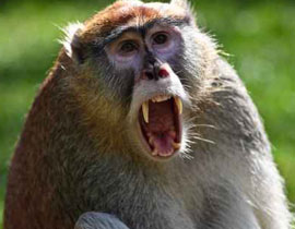 قرد يخطف رضيعة من سريرها ويلقي بها من سطح المنزل صورة رقم 1