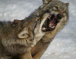 اطبقت فكي الذئب بيديها بعد مهاجمته لشقيقتها.. فانقذتها!! صورة رقم 1 اطبقت فكي الذئب بيديها بعد مهاجمته لشقيقتها.. فانقذتها!! صورة رقم 1