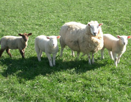 الفياغرا مقوي فاحش لدعم تلقيح الاغنام في الكويت!! صورة رقم 1 الفياغرا مقوي فاحش لدعم تلقيح الاغنام في الكويت!! صورة رقم 1