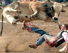 ثور هائج  يهاجم تونسي في مسلخ ويقتله! صورة رقم 1