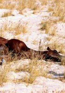 كويتي يثير ضجة عارمة بعد أن 