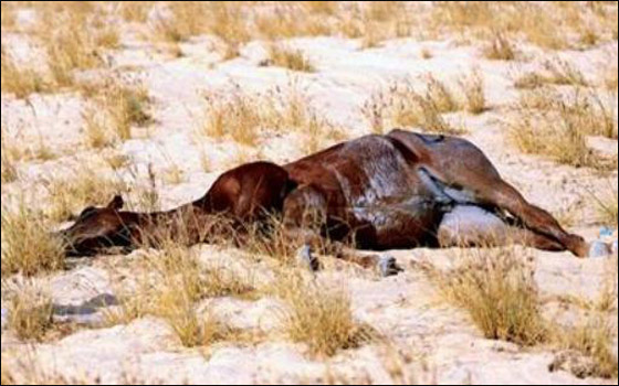 كويتي يثير ضجة عارمة بعد أن 