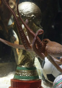 موت الاخطبوط بول.. المتكهن الاول في تاريخ الكرة!!  صورة رقم 1