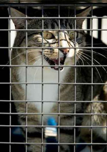 احذروا القطط العدوانية فقد تكون مصابة بداء الكلب! صورة رقم 1