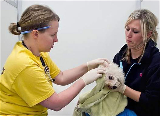 اميريكية متهمة باهمالها بتربية 103 كلاب!! صورة رقم 1 اميريكية متهمة باهمالها بتربية 103 كلاب!! صورة رقم 1